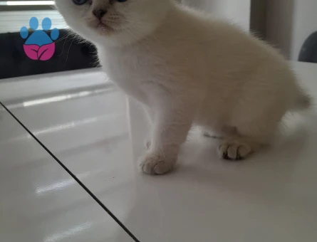 15 aylık British shorthair - 10645 - Görsel 3