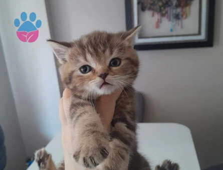 15 aylık British shorthair - 10645 - Görsel 4