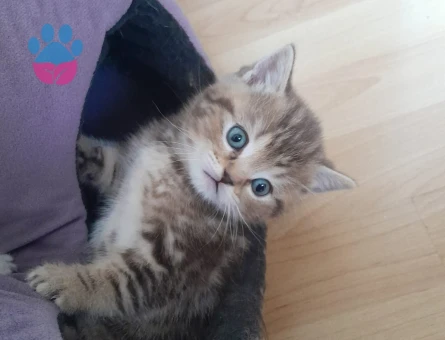 15 aylık British shorthair - 10645 - Görsel 5