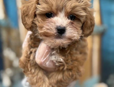 Oyuncak Bebek Görünümlü Maltipoo Yavruları - 10646