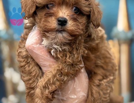 Oyuncak Bebek Görünümlü Maltipoo Yavruları - 10646 - Görsel 4
