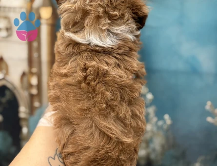 Oyuncak Bebek Görünümlü Maltipoo Yavruları - 10646 - Görsel 3