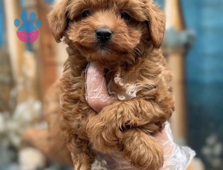 Oyuncak Bebek Görünümlü Maltipoo Yavruları - 10646 - Görsel 5