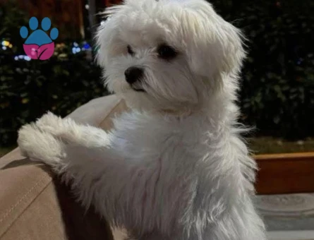 Kore Maltese Terrier İpeksi Tüyler Tatlı Bakışlar - 10647 - Görsel 2