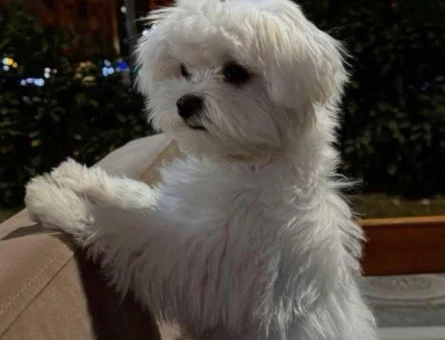 Kore Maltese Terrier – İpeksi Tüyler, Tatlı Bakışlar - 10647