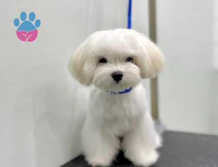 Kore Maltese Terrier İpeksi Tüyler Tatlı Bakışlar - 10647 - Görsel 3