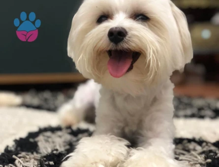 Kore Maltese Terrier İpeksi Tüyler Tatlı Bakışlar - 10647 - Görsel 4