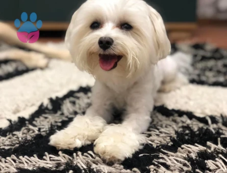 Kore Maltese Terrier İpeksi Tüyler Tatlı Bakışlar - 10647 - Görsel 5