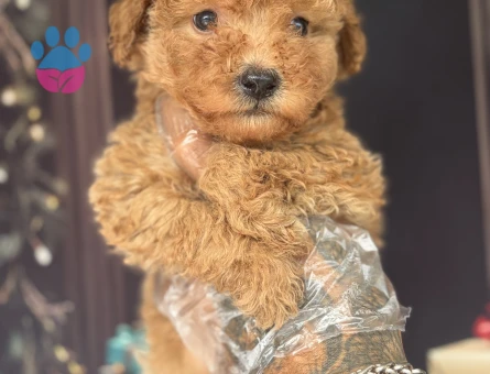Altın rengi Toy Poodle Yavruları - 10648 - Görsel 2