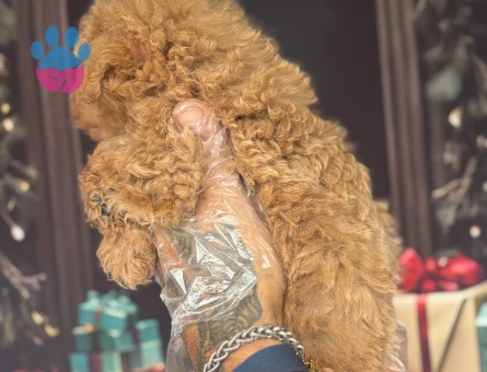 Altın rengi Toy Poodle Yavruları - 10648 - Görsel 3
