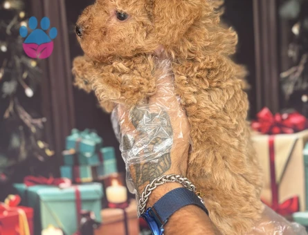 Altın rengi Toy Poodle Yavruları - 10648 - Görsel 4