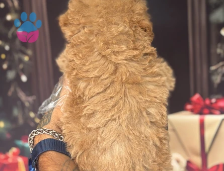 Altın rengi Toy Poodle Yavruları - 10648 - Görsel 5