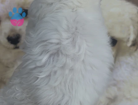 Toy boyutta Maltipoo yavruları - 10654 - Görsel 2