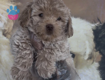 Toy boyutta Maltipoo yavruları - 10654 - Görsel 3