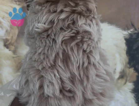 Toy boyutta Maltipoo yavruları - 10654 - Görsel 5