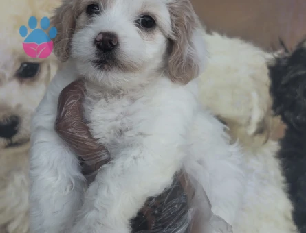 Toy boyutta Maltipoo yavruları - 10654 - Görsel 4