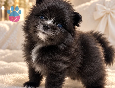 Tea cup Erkek SİYAH POMERANIAN BOO YAVRUSU MAVİ GÖZLÜ ÖZEL RENK - 10655 - Görsel 3