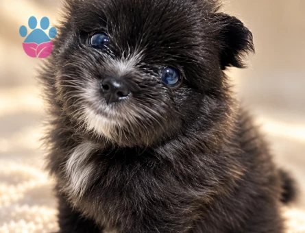 Tea cup Erkek SİYAH POMERANIAN BOO YAVRUSU MAVİ GÖZLÜ ÖZEL RENK - 10655 - Görsel 4
