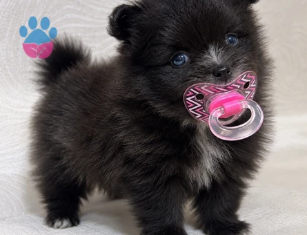 Tea cup Erkek SİYAH POMERANIAN BOO YAVRUSU MAVİ GÖZLÜ ÖZEL RENK - 10655 - Görsel 5