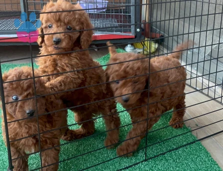 60 günlük RED BROWN YAVRULAR - 10656 - Görsel 2