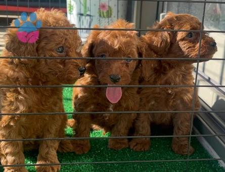 60 günlük RED BROWN YAVRULAR - 10656 - Görsel 4