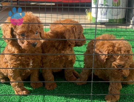 60 günlük RED BROWN YAVRULAR - 10656 - Görsel 3