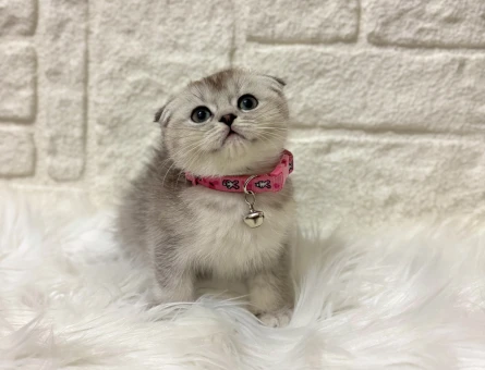 Scottish Fold Kurabiye Tadında Dişi 2 Aylık