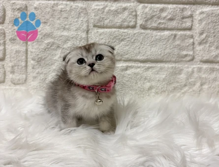 Scottish Fold Kurabiye Tadında Dişi 2 Aylık