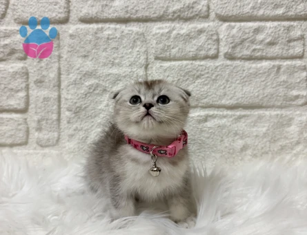 Scottish Fold Kurabiye Tadında Dişi 2 Aylık