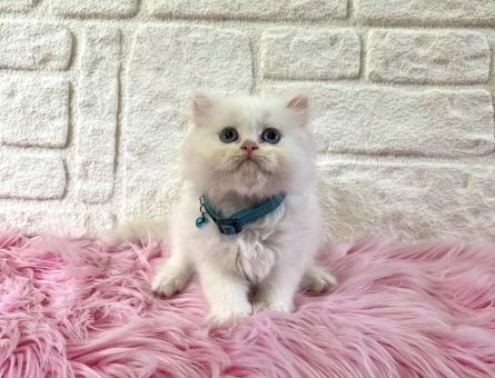 British Longhair Şirinlil Abidesi Erkek