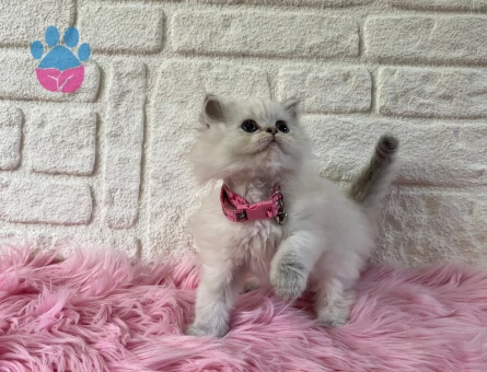 Evinizin Şirinesi British Longhair Dişi Mavi Gözlü