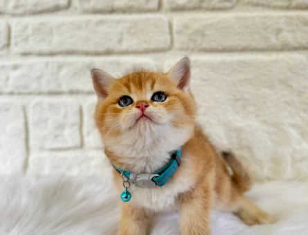 Tatlılığıyla Evinizi Aydınlatacak Golden British Shorthair