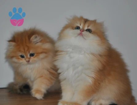 Show kalite Secereli Golden british longhair ny12 yavrular