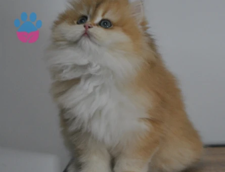 Show kalite Secereli Golden british longhair ny12 yavrular