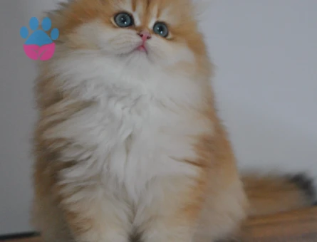 Show kalite Secereli Golden british longhair ny12 yavrular