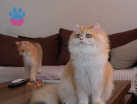 Show kalite Secereli Golden british longhair ny12 yavrular