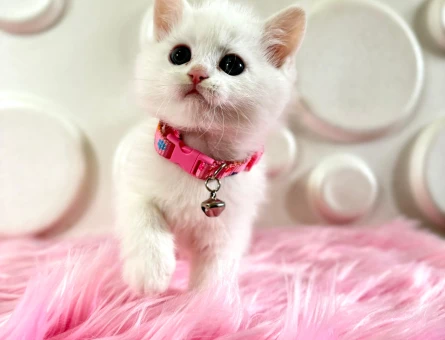 British Shorthair Beyaz Dişi 2 Aylık Yuva Arıyor