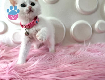 British Shorthair Beyaz Dişi 2 Aylık Yuva Arıyor