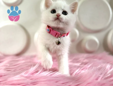 British Shorthair Beyaz Dişi 2 Aylık Yuva Arıyor