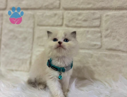 British Longhair Bicolor Erkek 2 Aylık