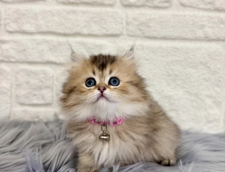 British Longhair Golden Dişi 2 Aylık