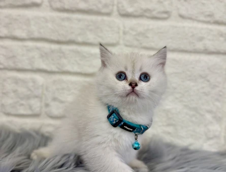 British shorthair Silver Point Erkek 2 Aylık