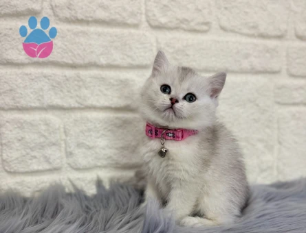 British shorthair Silver Dişi 2 Aylık