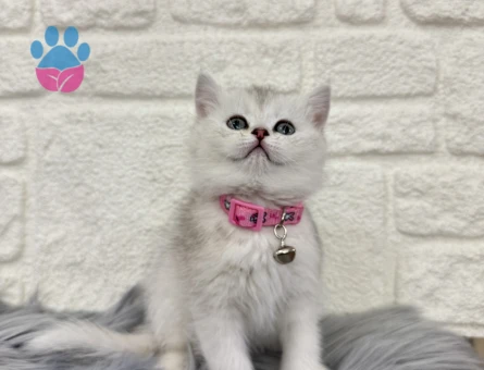 British shorthair Silver Dişi 2 Aylık