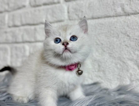 British Shorthair Silver Point 2 Aylık