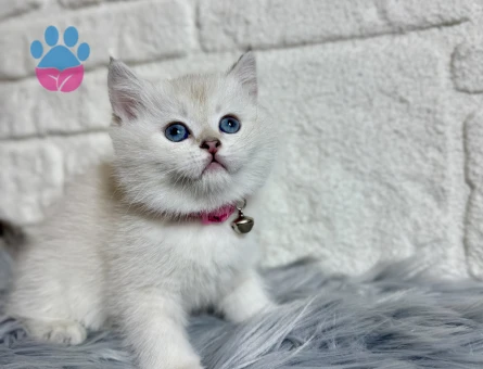 British Shorthair Silver Point 2 Aylık