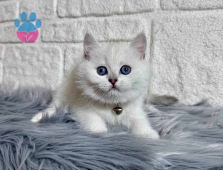 British Shorthair Mavi Gözlü Silver Point Dişi