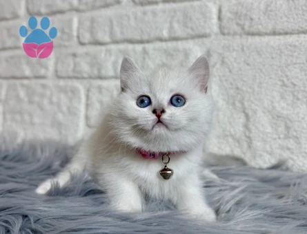 British Shorthair Mavi Gözlü Silver Point Dişi