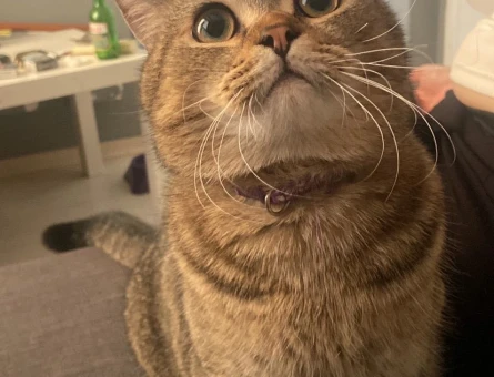 Acilll yurtdışına çıcacağım için ücretsiz sahiplendirmek istiyorum