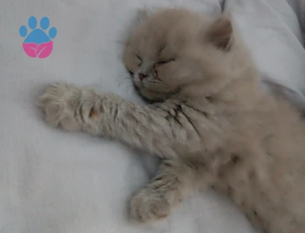 British Shorthair 2 Aylık Erkek Yuva Arıyor